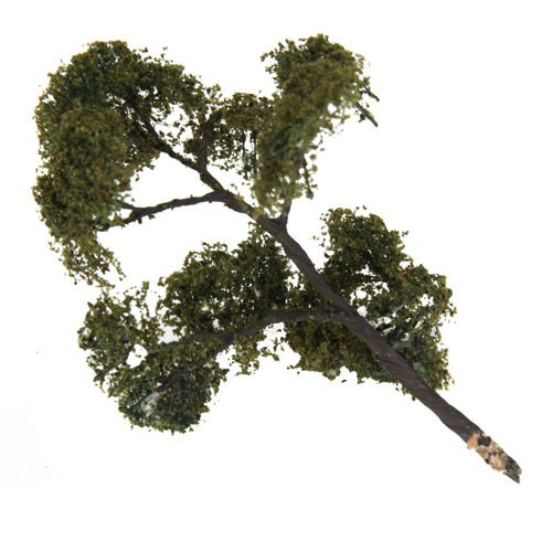 Albero frassino in - di,